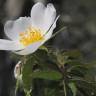 Fotografia 1 da espécie Rosa agrestis do Jardim Botânico UTAD