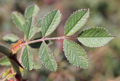 Fotografia da espécie Rosa agrestis