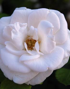 Fotografia 7 da espécie Rosa canina no Jardim Botânico UTAD