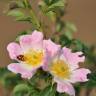 Fotografia 8 da espécie Rosa canina do Jardim Botânico UTAD