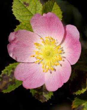 Fotografia 11 da espécie Rosa canina no Jardim Botânico UTAD