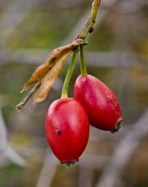 Fotografia da espécie Rosa canina