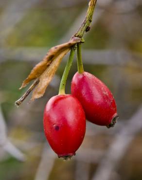 Fotografia 12 da espécie Rosa canina no Jardim Botânico UTAD
