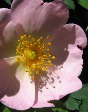 Fotografia 14 da espécie Rosa canina no Jardim Botânico UTAD