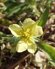 Fotografia da espécie Helianthemum ledifolium