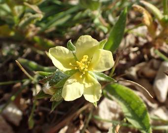 Fotografia da espécie Helianthemum ledifolium