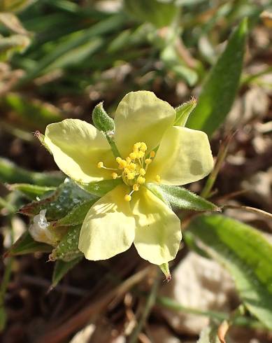 Fotografia de capa Helianthemum ledifolium - do Jardim Botânico