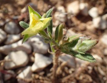 Fotografia da espécie Helianthemum ledifolium