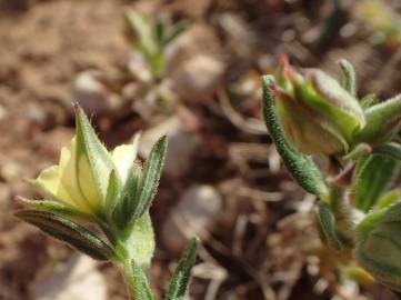 Fotografia da espécie Helianthemum ledifolium