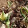 Fotografia 7 da espécie Helianthemum ledifolium do Jardim Botânico UTAD