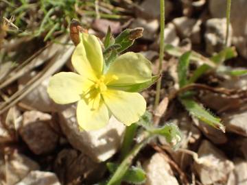 Fotografia da espécie Helianthemum ledifolium