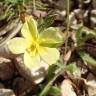 Fotografia 9 da espécie Helianthemum ledifolium do Jardim Botânico UTAD