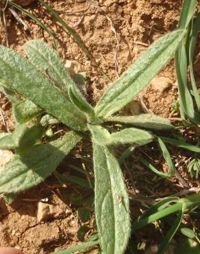 Fotografia 10 da espécie Helianthemum ledifolium no Jardim Botânico UTAD