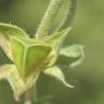 Fotografia 11 da espécie Helianthemum ledifolium do Jardim Botânico UTAD