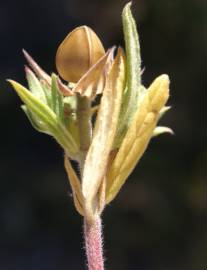 Fotografia da espécie Helianthemum ledifolium