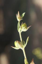 Fotografia da espécie Helianthemum ledifolium