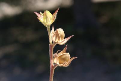 Fotografia da espécie Helianthemum ledifolium