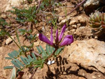 Fotografia da espécie Hedysarum glomeratum