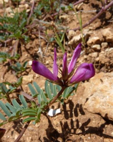 Fotografia de capa Hedysarum glomeratum - do Jardim Botânico