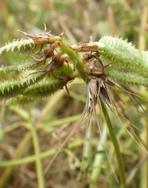 Fotografia 5 da espécie Hedysarum glomeratum no Jardim Botânico UTAD