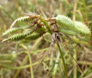 Fotografia da espécie Hedysarum glomeratum