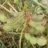 Fotografia 6 da espécie Hedysarum glomeratum do Jardim Botânico UTAD