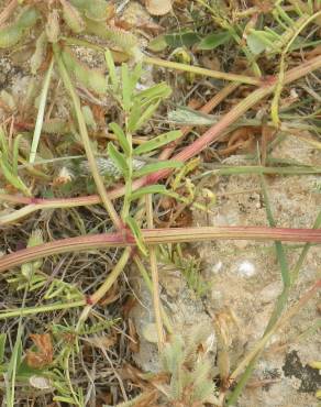 Fotografia 8 da espécie Hedysarum glomeratum no Jardim Botânico UTAD