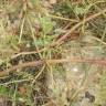 Fotografia 8 da espécie Hedysarum glomeratum do Jardim Botânico UTAD