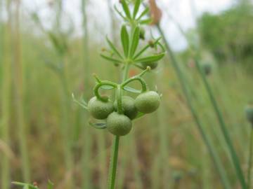 Fotografia da espécie Galium tricornutum