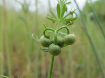 Fotografia da espécie Galium tricornutum