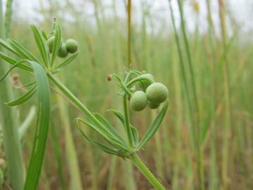 Fotografia da espécie Galium tricornutum