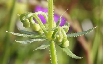 Fotografia da espécie Galium tricornutum