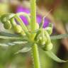 Fotografia 7 da espécie Galium tricornutum do Jardim Botânico UTAD