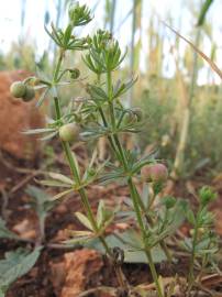 Fotografia da espécie Galium tricornutum