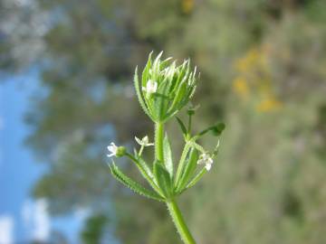 Fotografia da espécie Galium tricornutum