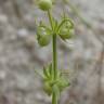 Fotografia 11 da espécie Galium tricornutum do Jardim Botânico UTAD