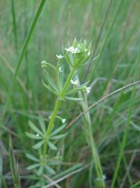 Fotografia da espécie Galium tricornutum