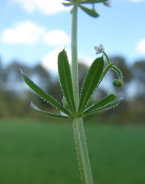 Fotografia 13 da espécie Galium tricornutum no Jardim Botânico UTAD