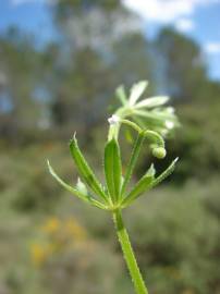 Fotografia da espécie Galium tricornutum