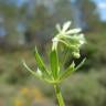 Fotografia 14 da espécie Galium tricornutum do Jardim Botânico UTAD