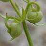 Fotografia 15 da espécie Galium tricornutum do Jardim Botânico UTAD
