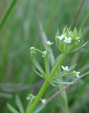 Fotografia 16 da espécie Galium tricornutum no Jardim Botânico UTAD