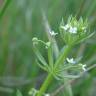 Fotografia 16 da espécie Galium tricornutum do Jardim Botânico UTAD