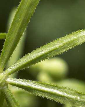 Fotografia 18 da espécie Galium tricornutum no Jardim Botânico UTAD