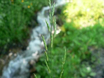 Fotografia da espécie Glyceria declinata