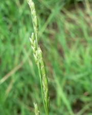 Fotografia da espécie Glyceria declinata