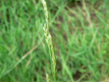 Fotografia da espécie Glyceria declinata