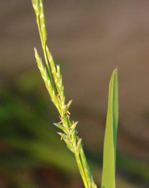 Fotografia 3 da espécie Glyceria declinata no Jardim Botânico UTAD