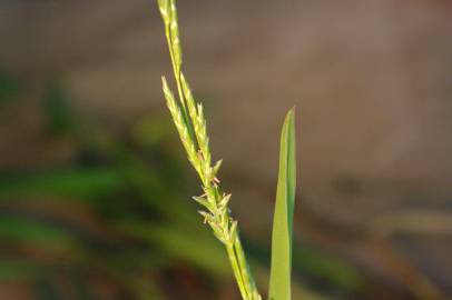 Fotografia da espécie Glyceria declinata