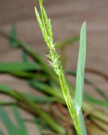 Fotografia da espécie Glyceria declinata